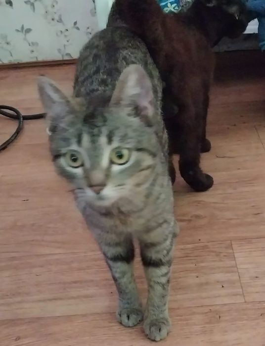 Отдадим кота в хорошие руки