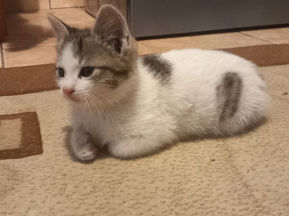 Adopție pisici (gratis)