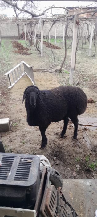 Yem yep turgan qoʻzi qoʻchqorlar sotiladi