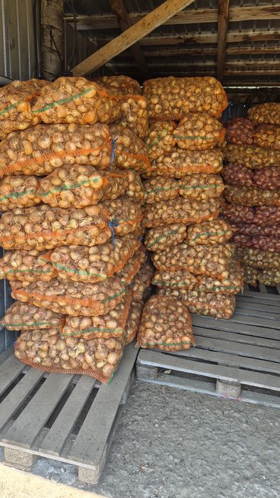 Ceapă de vanzare !