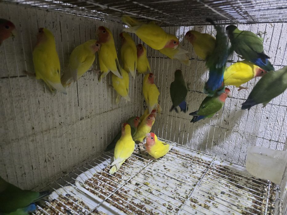 Неразлучники маскывые