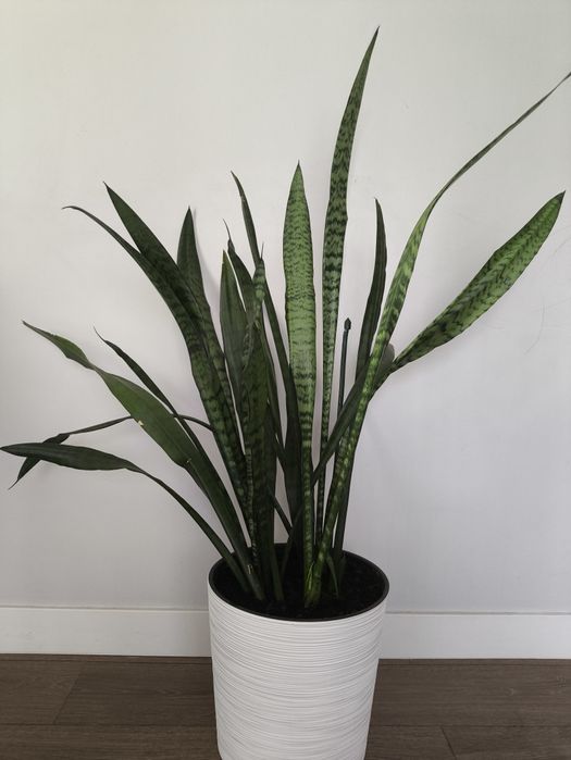 Сансевиерия комнатный цветок