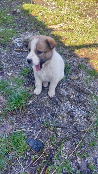 Шенята. Бесплатно.г. Шымкент.