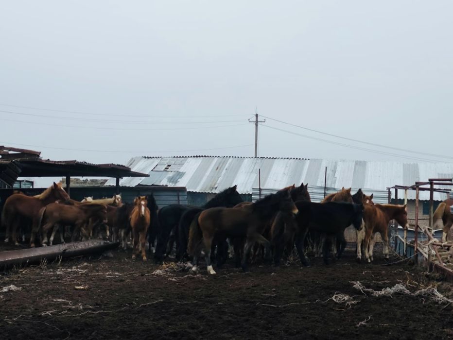 Продам лошадей 50 голов