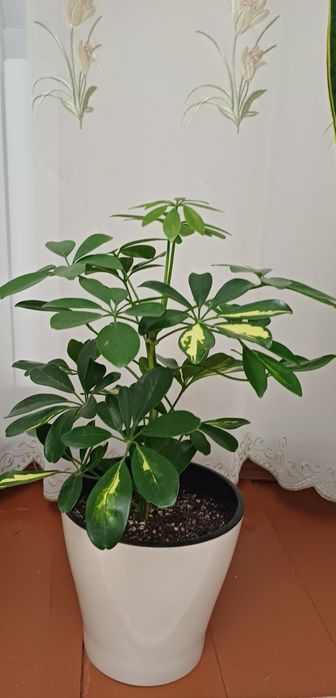 Комнатные растения