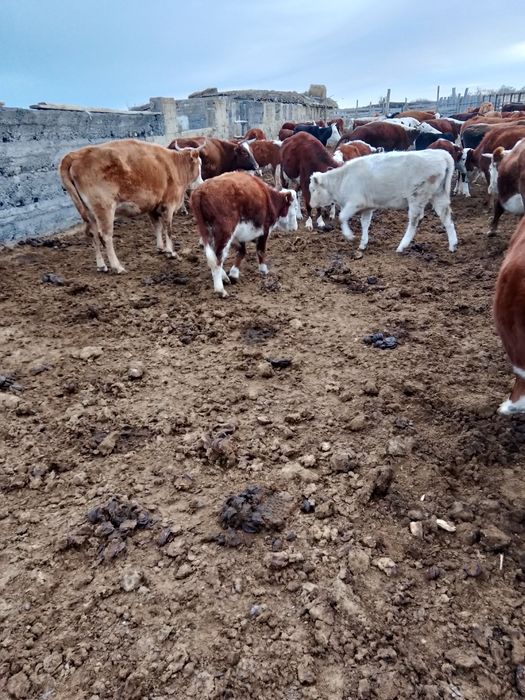 Продам бычков 2 гол