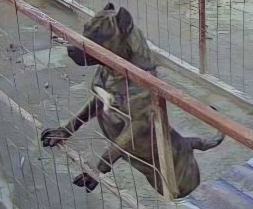 Куче Dogo Canario