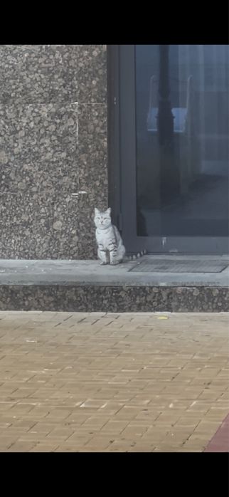 Кот, домашний, кастрированный