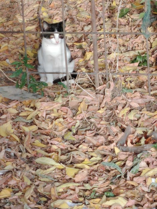 Dau spre adoptie pui de pisici de trei luni