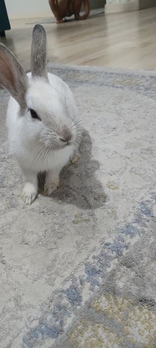 Срочно продам белого кролик