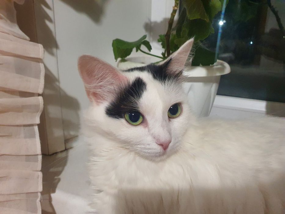 Отдам кошечку в добрые руки