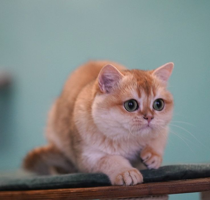 Британская кошка