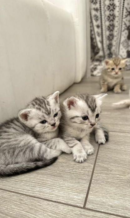 Британские котята