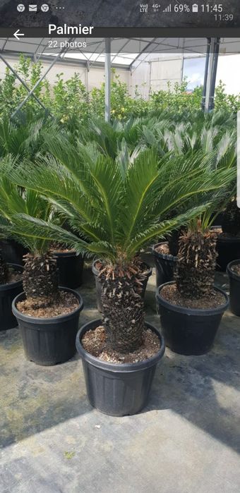 Palmieri cycas mai multe dimensiuni