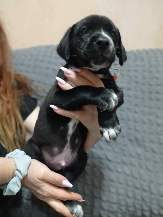 щенки Кане-Корсо