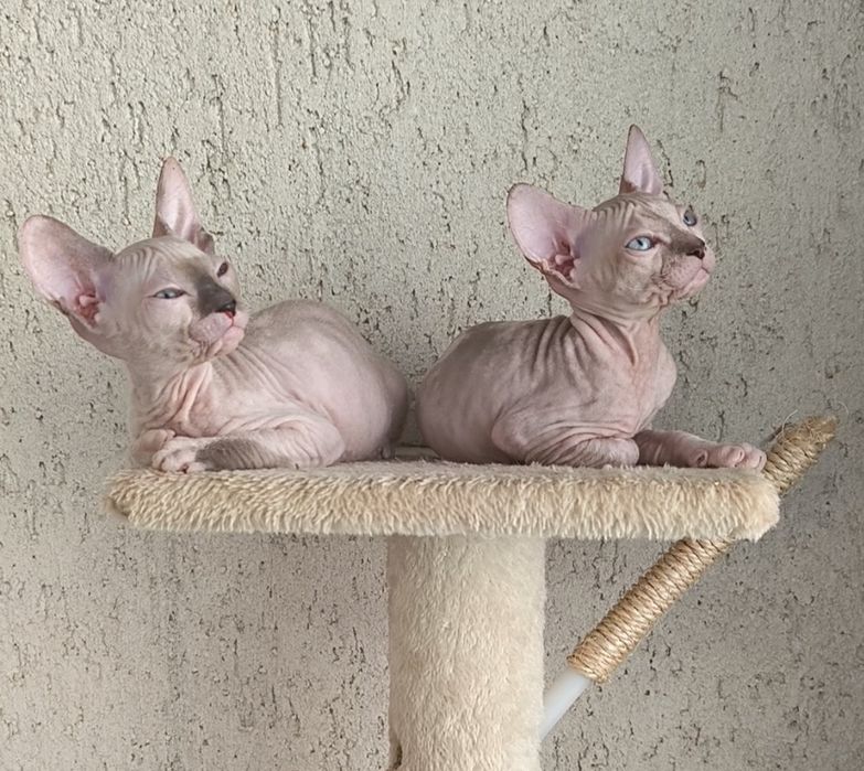 Донски Сфинкс със сине очи с родословие