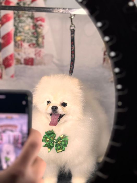 Pomeranian alb de vanzare - rasa pura, pedigree inclus