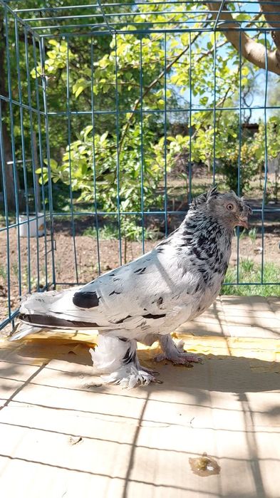 Голуби игровых кровей