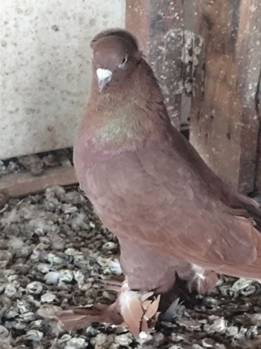 Голуби бакинских