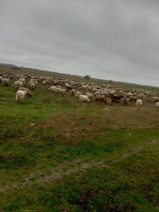 Oi și capre de vanzare