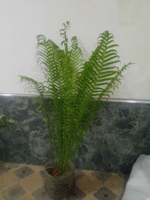 Гортензия белая Анабель,  розовая