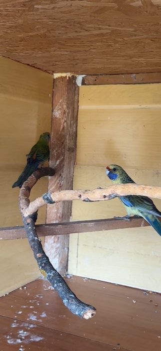 Papagal rosella penant mutatie culoare