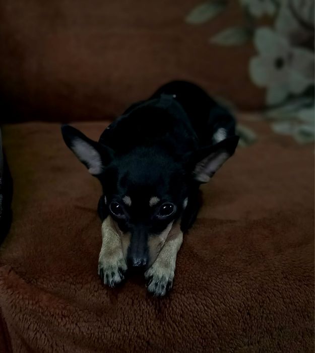 Девочка жужа собака