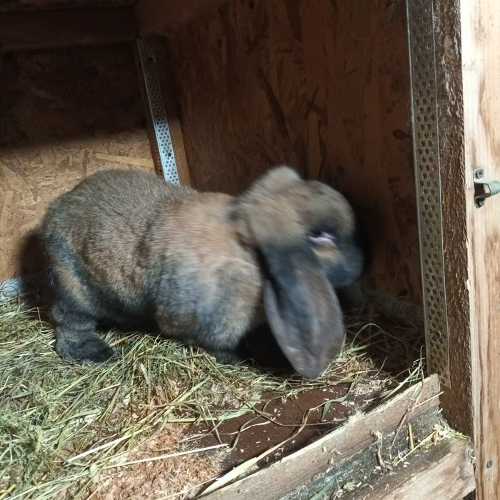 Vand femela berbec German rasă pura, vârstă 11 luni