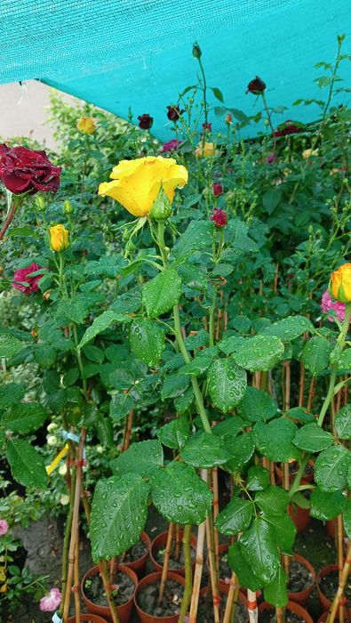 Щамбови рози в контйнери