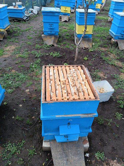 Продавам пчелни семейства много корпусни