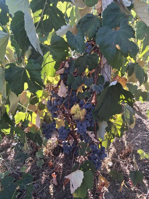 Vând struguri pentru vin disponibil 900 kg