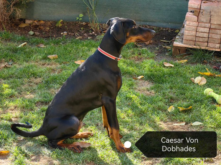 Cățeii Doberman cu pedigree tip A - FCI