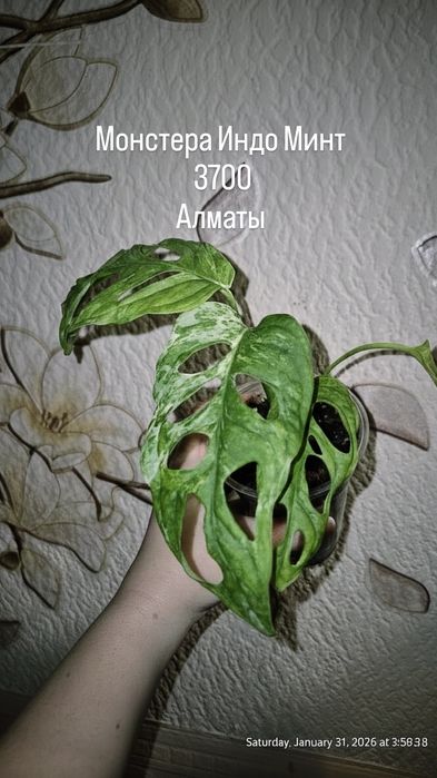 Комнатные растения