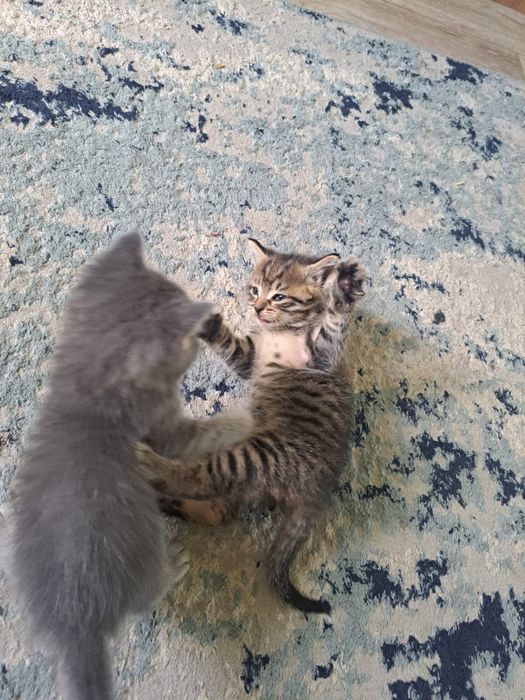 Отдаю котят 1,5 мес