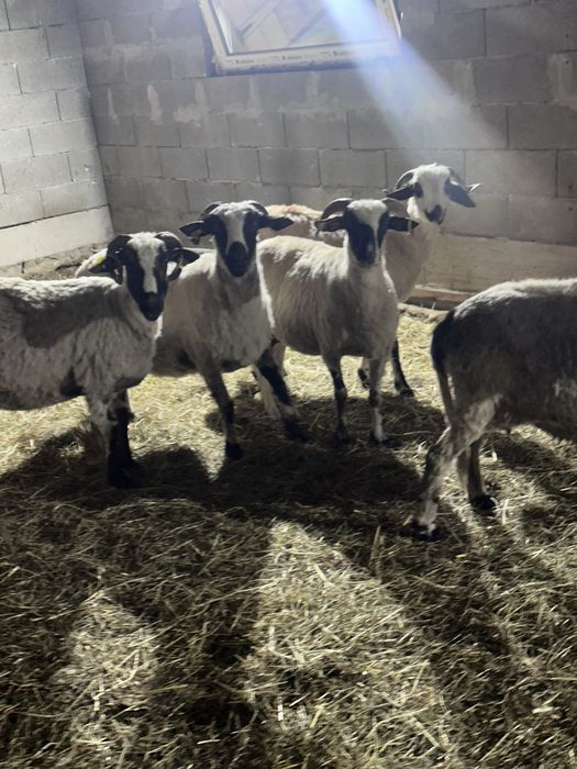 De vanzare 6 oi cu lapte
