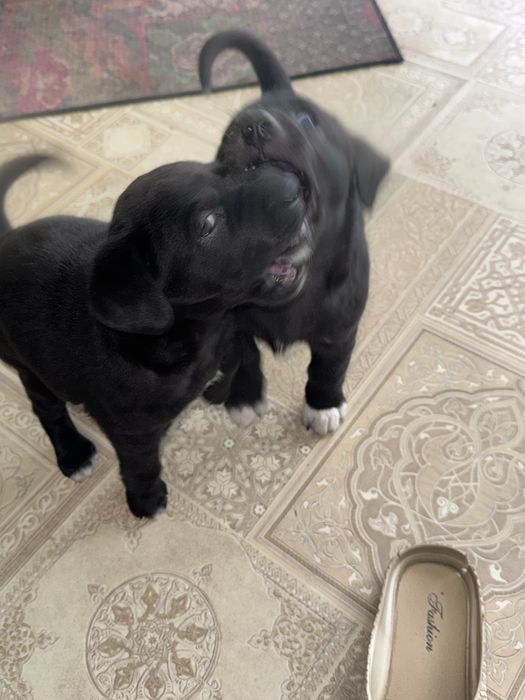 Щенки 1 месяц, девочка и мальчик