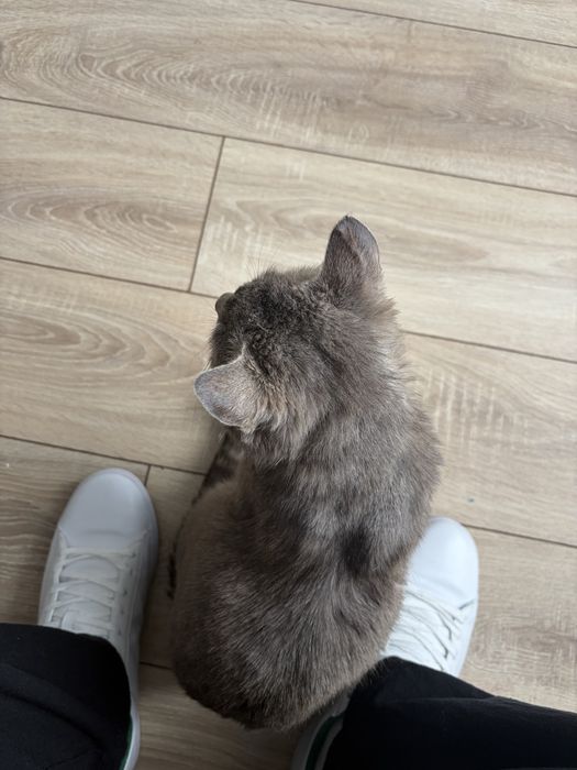 Отдадим кота в хорошие руки