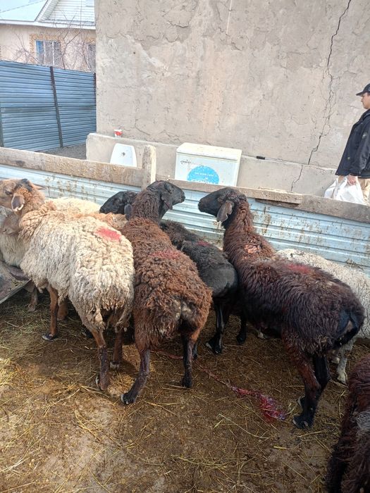 Продам баран жирные выбор большой