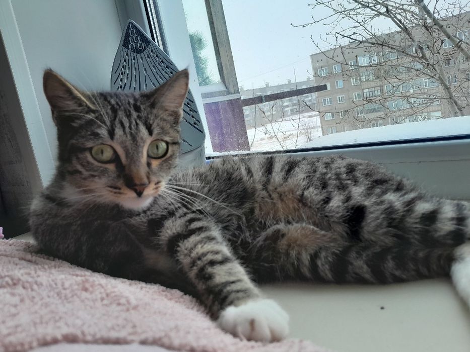 Отдам кота в добрые руки