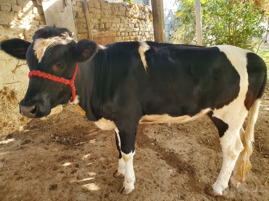 Hunajin sotiladi