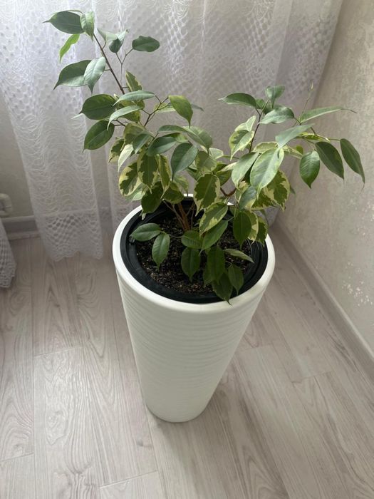 Продам цветок фикус