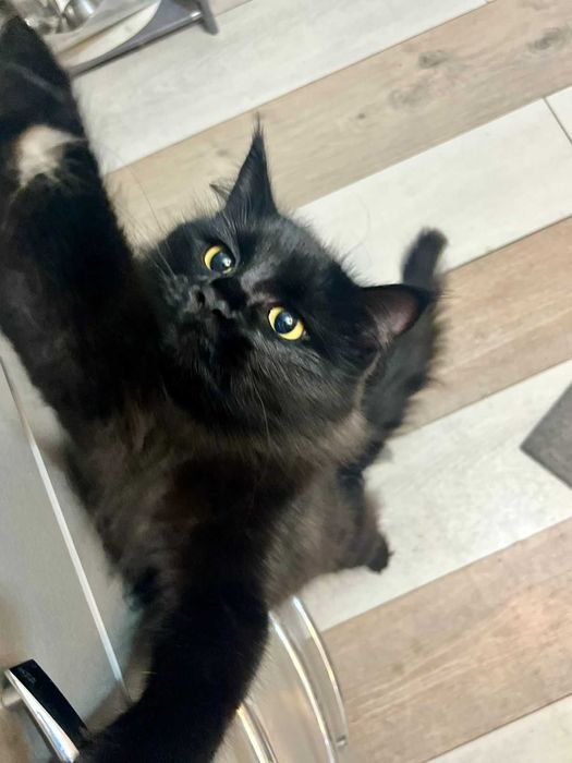 Молодая кошечка ищет добрых хозяев