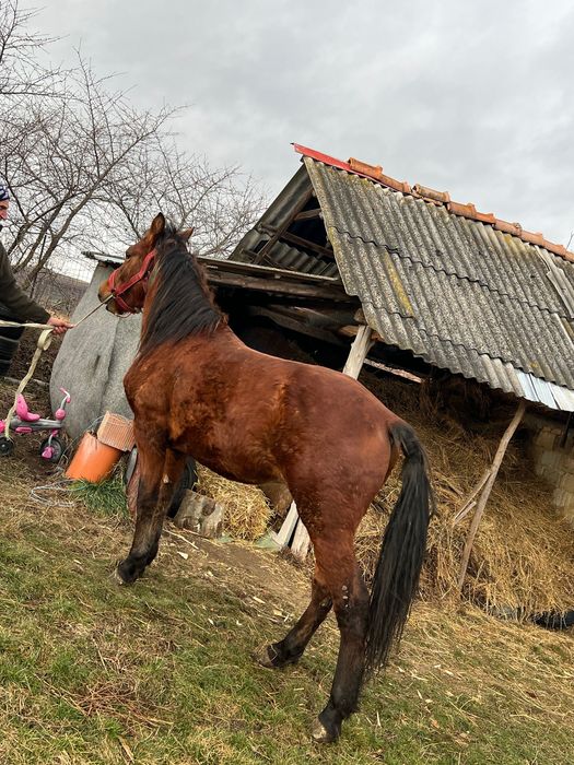 Manz în vârstă de un an și patru luni