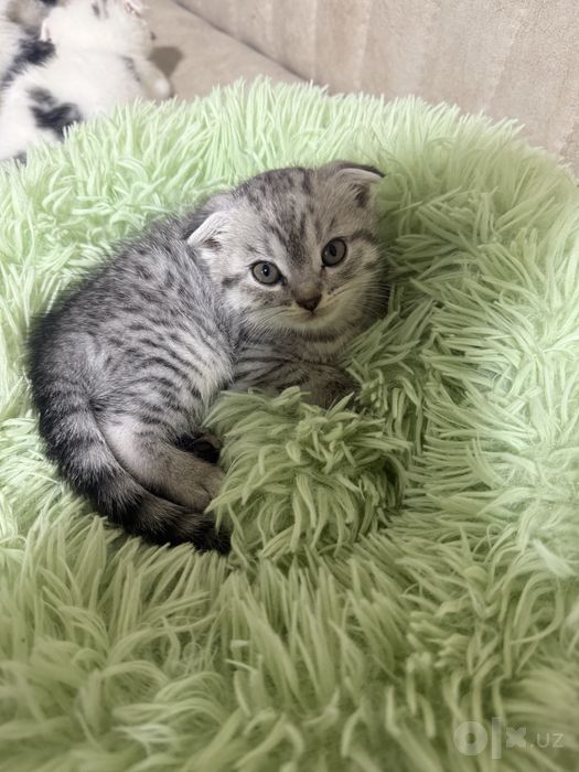 Скотш фолд мушукчалар сотилади