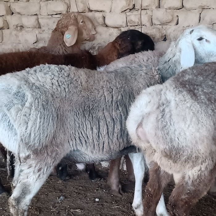 Урыктыкка токты-кошкарлар 5 бас