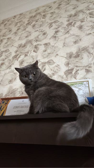 Британка в добрые руки