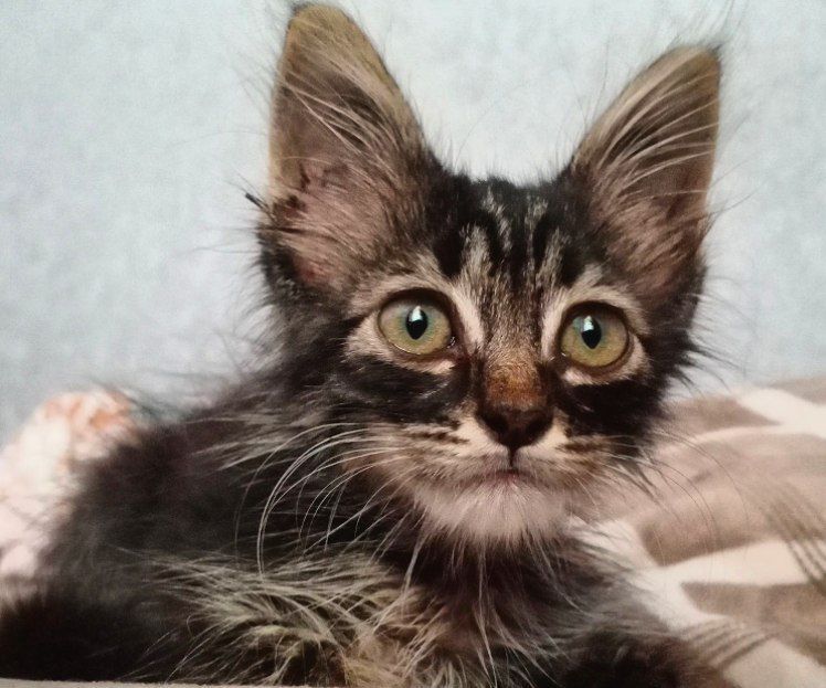 Котёнок в добрые руки!!!