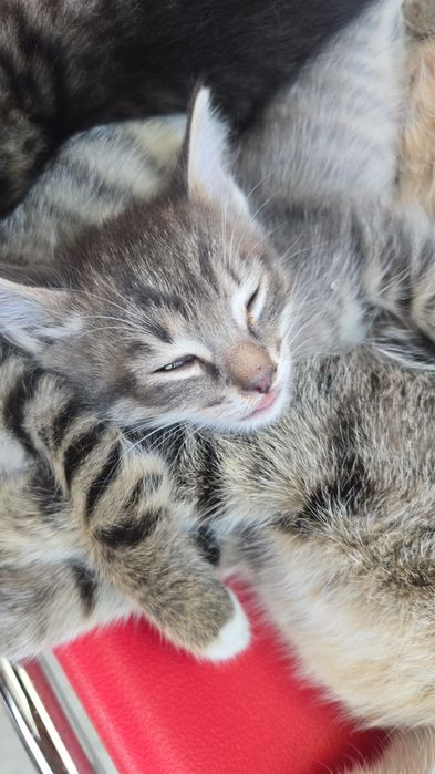 Котята 1,5 месяца в добрые руки