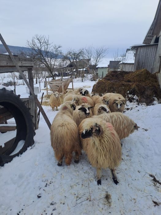 Vând oi bune tinere