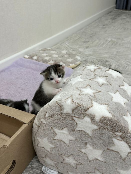 Отдам кошку с котятами